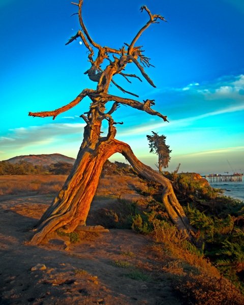 2018-Carpenteria-Snag-sunset