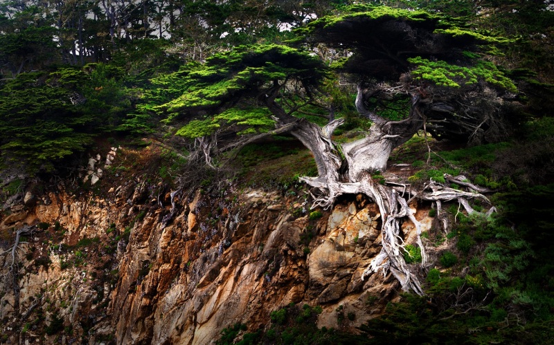 ol-Point-Lobos-old-veteran