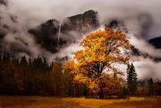 2019-golden-Oak-with-yosemite-falls-12x-scaled