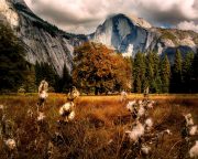 Milkweeds in Yosemite meadow with Half Dome