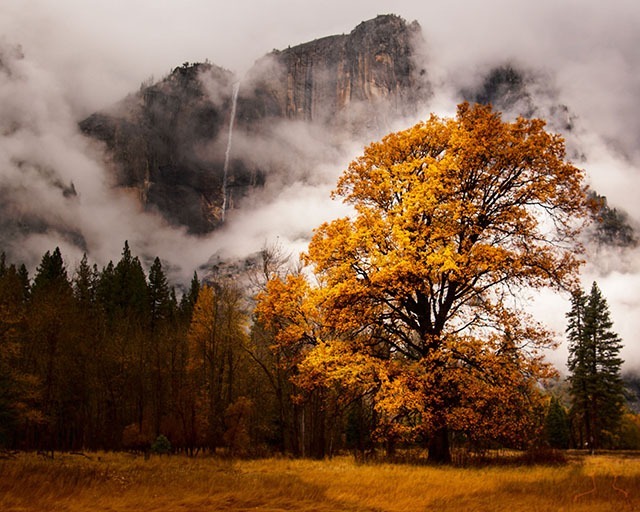 2019-golden-Oak-with-yosemite-falls-8x10