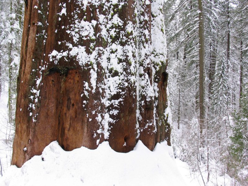 sequoia-1-scaled